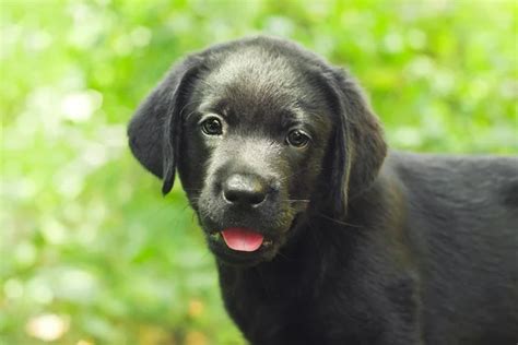 Black labrador puppy in the yard — Stock Photo © anatema #10214504