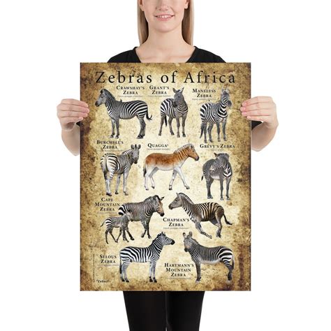 Zebras Of Africa Poster Field Guide Etsy