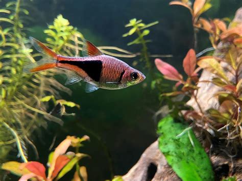 Amazing Honey Gourami Tank Mates The Aquarium Keeper