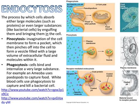 Ppt Fluid Mosaic Model Illustrated Powerpoint Presentation Free Download Id4713668