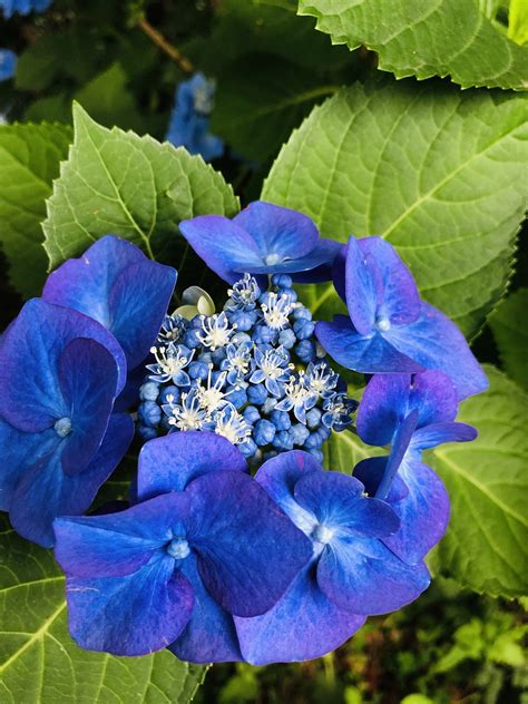 Hortensia Flor Planta Flores Foto Gratis En Pixabay Pixabay