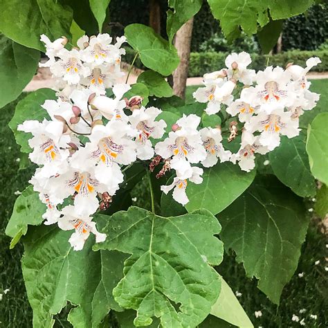 Catalpa Speciosa Habitat Edu Svet Gob Gt