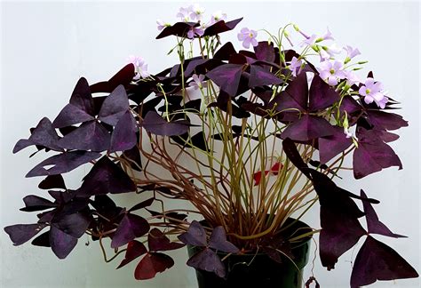 Purple Clover Plant