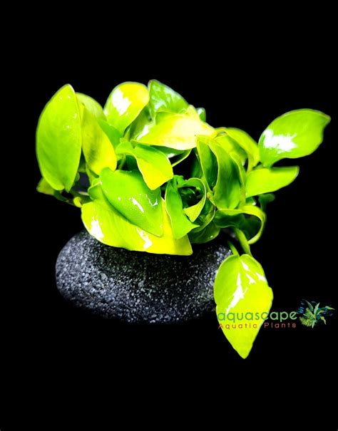 Anubias Golden Hart On Rock Aquascape