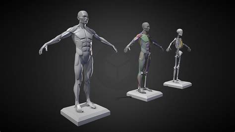 Human Reference For 3d Modeling