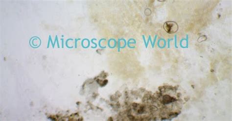 Microscope World Blog: Fish Scales Under the Microscope