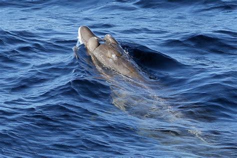 Taxonomy Beaked Whales Ziphiidae Observation Org