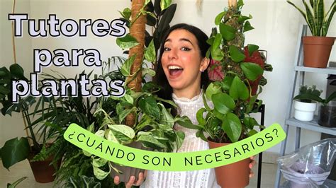 C Mo Hacer Tutores Para Plantas Cuando Es Necesario Un Tutor Para Mi