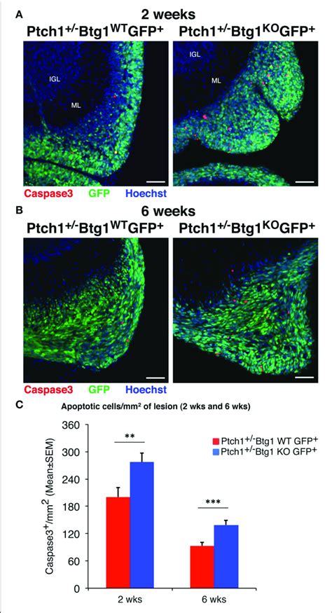 Ablation Of B Cell Translocation Gene Btg In Patched