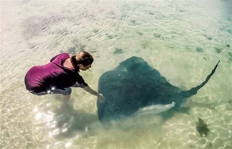 Stingray Giving Birth