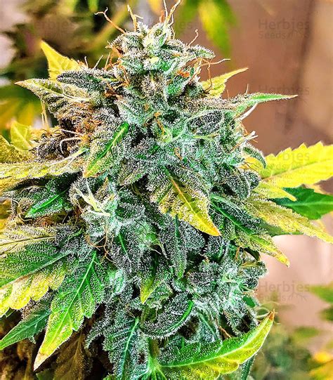 Buy Sticky Fingers Autoflower Feminized Seeds By Seedstockers Herbies