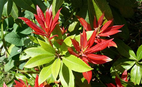 Andromède du Japon Pieris japonica plantation culture et entretien