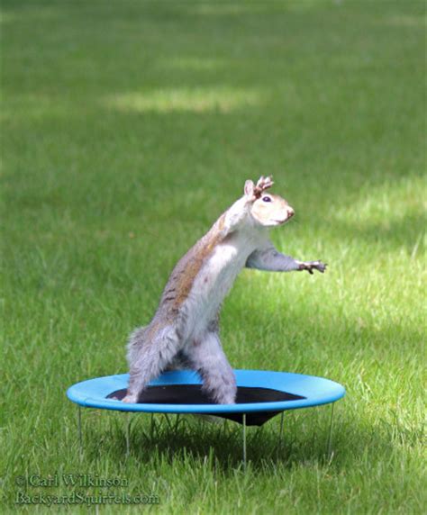 Squirrels Jumping On Trampoline Backyard Squirrels Com