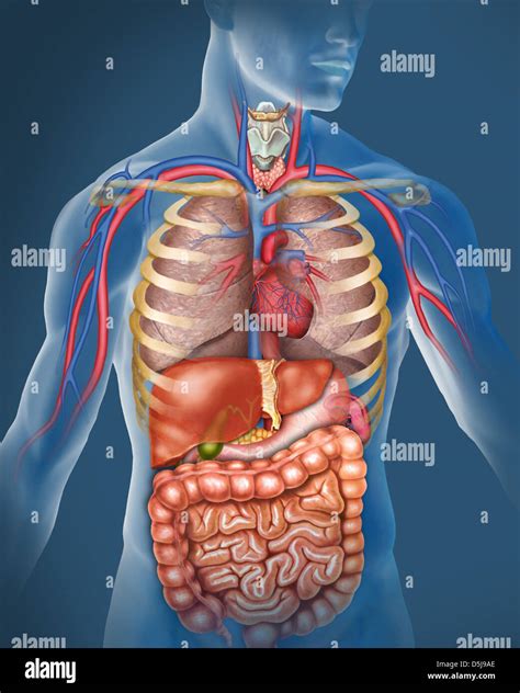 Anatom A Del Cuerpo Humano Ilustraci N Compuesta Por El Sistema