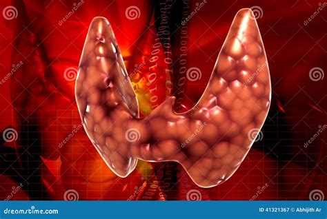 Parathyroid Gland Anatomy Cartoon Vector Cartoondealer