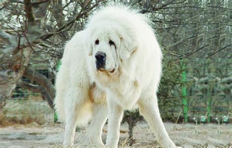 White Tibetan Mastiff Dog Tibetan Mastiff Dog Mastiff Puppies