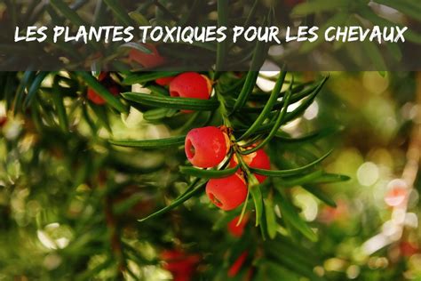 Les Plantes Toxiques Pour Les Chevaux