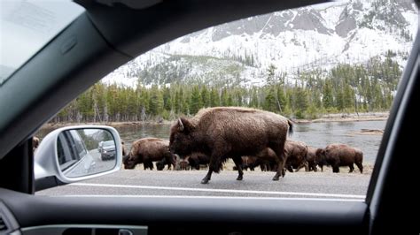 Watch Yellowstone bison attack car after visitors try to get a closer look | Advnture