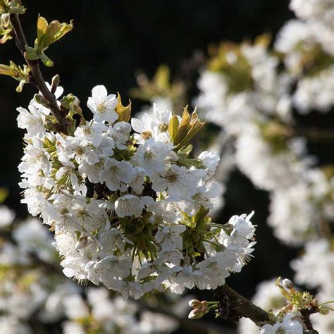 Bird Cherry Hedge Plant Prunus Padus Hedges Direct Uk