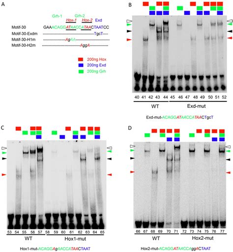 Abda Exd Are Critical For Tetracomplex Assembly On Motif A Dna