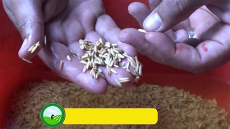 Todo Lo Que Debes Saber Sobre Las Semillas De Arroz Germinación Cuidados Y Beneficios Para Tus