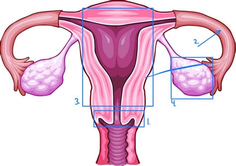 Female Reproductive Diagram Diagram Quizlet