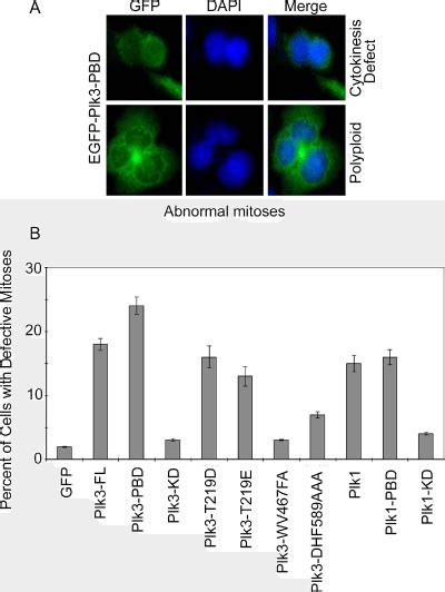 Abnormal Mitoses Induced By Ectopic Expression Of Plk Pbd A Hela