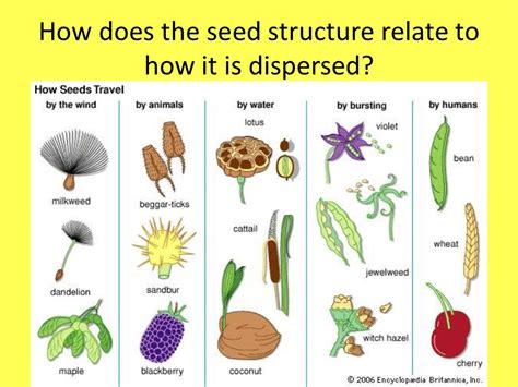 Seed Dispersal