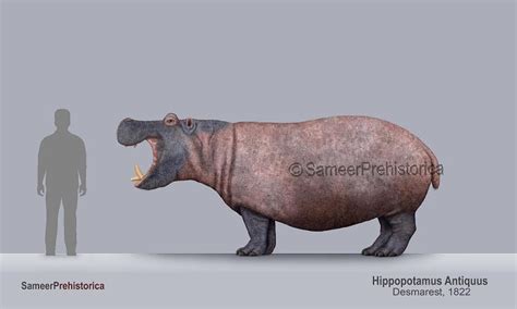 Hippopotamus Antiquus Size by SameerPrehistorica on DeviantArt