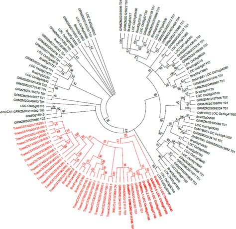 Phylogenetic Tree Showing The Relationships Between CCA1 Like