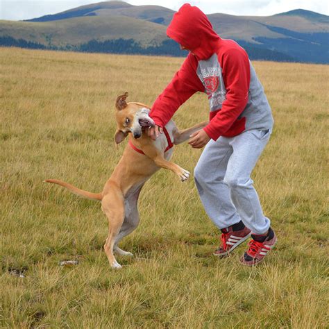 犬の飛びつき癖を直したい！飛びつく理由と矯正トレーニング方法をご紹介