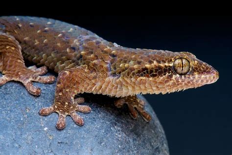 Fish Scaled Gecko Picture From Reptiles4all Cute Reptiles Animals