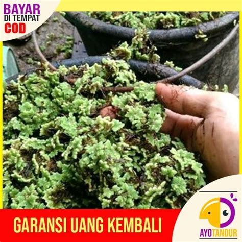 Jual Azolla Gram Azola Untuk Di Budidaya Di Lapak Raja Maggot