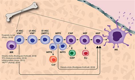 New Insights Into The Differentiation Of Megakaryocytes From