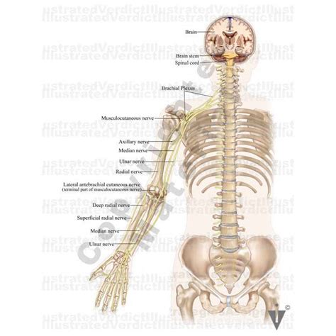 Case At A Glance Radial Nerve Neuropathy Wrist Drop — Illustrated