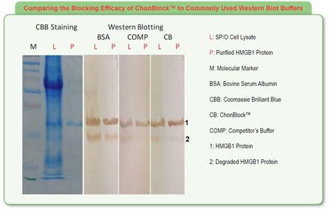 Chonblock Western Blot Buffers Chondrex Inc