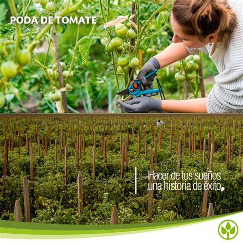Agz Agroenzymas Poda De Tomate ️🍅 El Cultivo Del Tomate Requiere De Algunos Cuidados Que