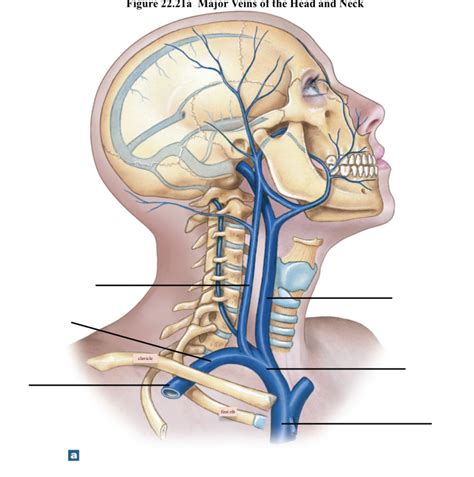 Major Veins Of The Head And Neck Diagram Quizlet