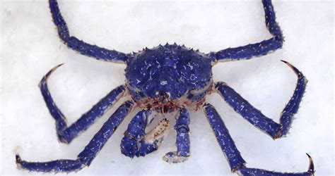 8 Most Expensive Crabs In The World