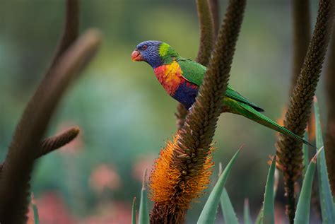 Lorikeet Flickr