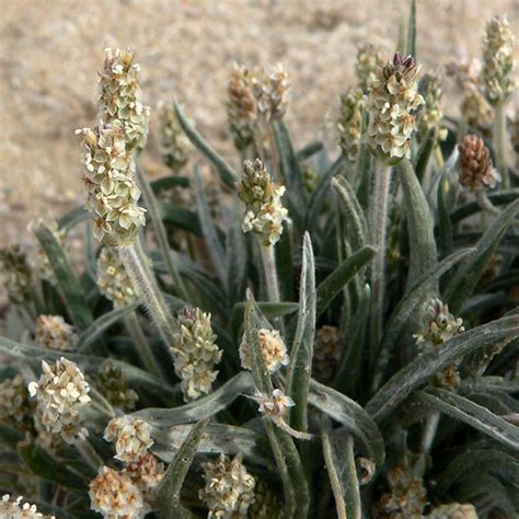 PSILLIO BOTANICALS IL PORTALE SULL UTILIZZO DELLE PIANTE MEDICINALI