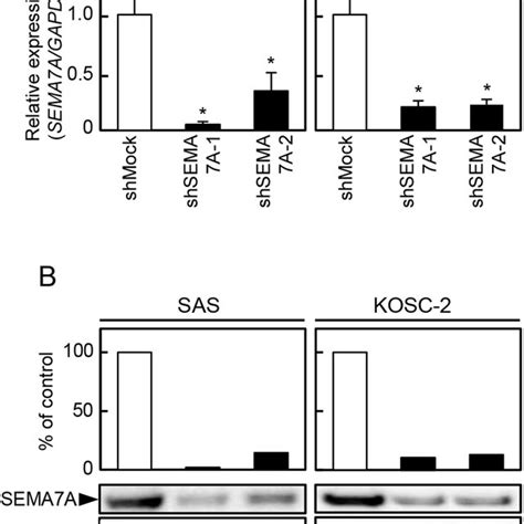 Establishment Of Sema7a Knockdown Cells A Expression Of Sema7a Mrna