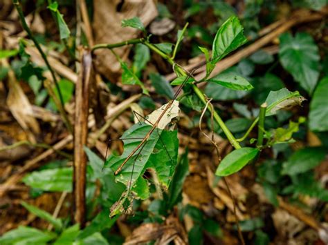 Cuc Phuong Named As Asias Best National Park