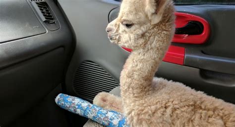 Baby Alpaca Saved Using Bone Regeneration Speeding Device Orthopedic