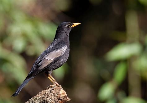 Grey Winged Blackbird Male Sattal Uttarakhand India Flickr