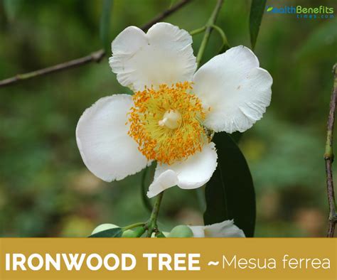 Ironwood Tree facts and health benefits