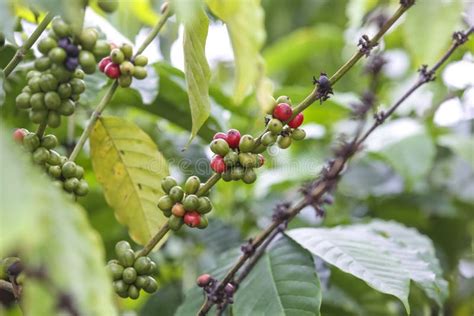 Fresh Green and Red Coffee Beans on the Branches of the Coffee Tree in ...