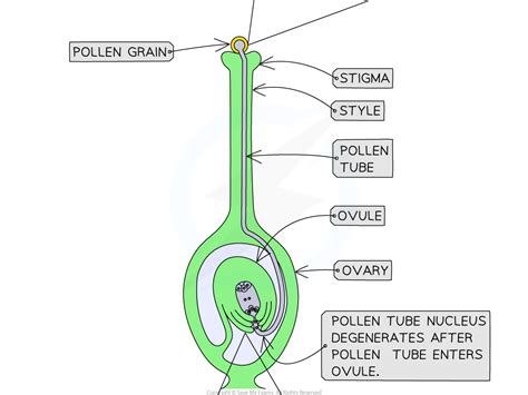 Fertilisation Flowering Plants Edexcel International A Level Biology