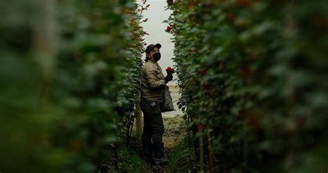 Industria De Las Flores En Colombia Se Reinventa En El D A De La Madre