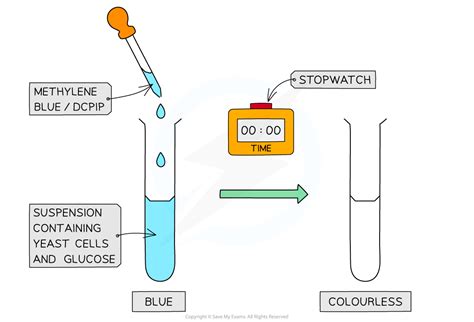 AQA A Level Biology复习笔记5 2 9 Investigating the Rate of Respiration 翰林国际教育